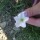 Flori albe / Flori de câmp