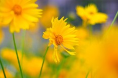 shod williams_Yellow Flower _YkFlSWY
